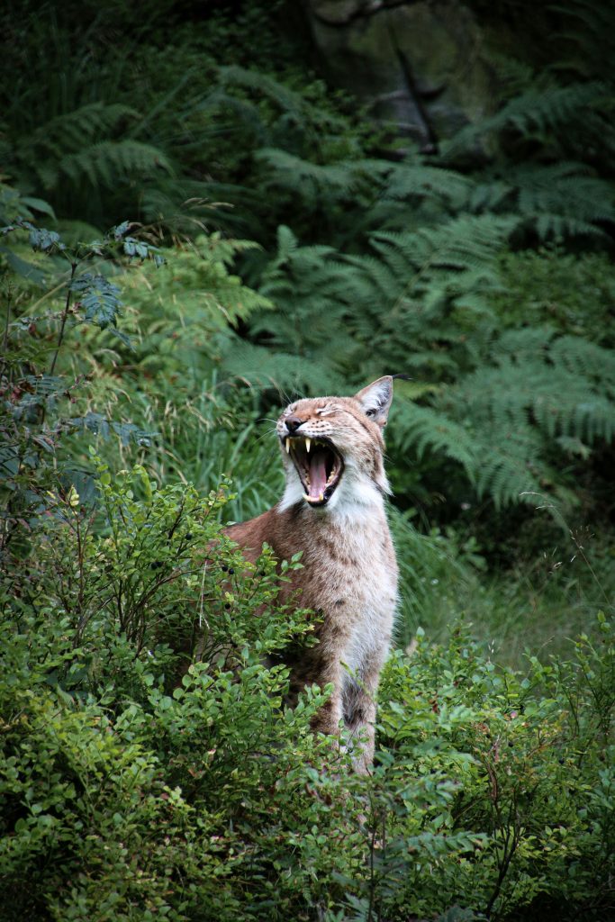 Wild Ancestor displaying prey-mimicry behavior with a hint of a chirping vocalization